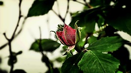玫瑰,花,植物