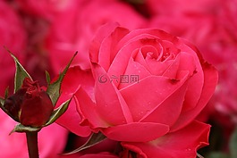 玫瑰,花瓣,粉紅色