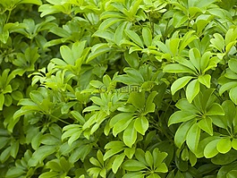 葉子,綠色,自然