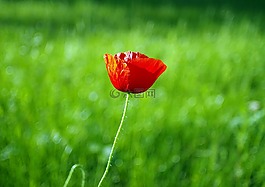 罌粟,紅色,花