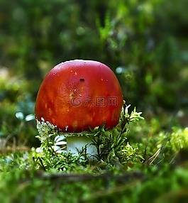 森林,秋,蘑菇