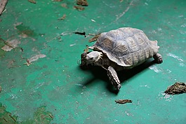 龜,動(dòng)物園,動(dòng)物