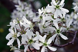 花,serviceberry,唐棣