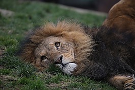 獅子,動物園,頭