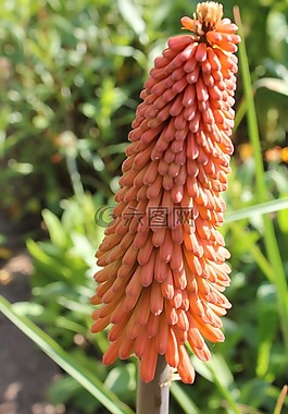kniphofia,红热扑克,花