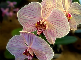 蘭花,花,工廠