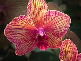 兰花,花,工厂