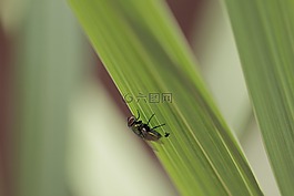 特寫,飛,草