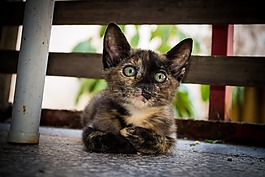 貓,基蒂,gato