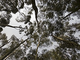 eucaliptus,桉樹,森林
