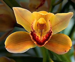 蘭花,花,工廠