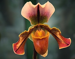 蘭花,花,工廠