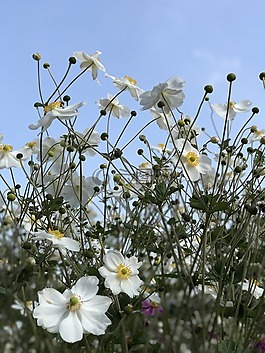 鮮花,白花,性質(zhì)