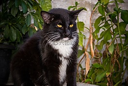 貓,基蒂,gato