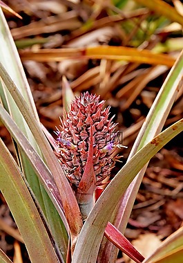 菠蘿,植物,小