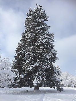 樹(shù),冬天,雪