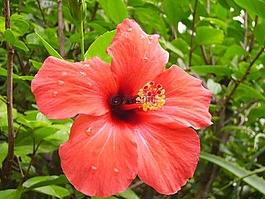 芙蓉,葡萄牙,假期