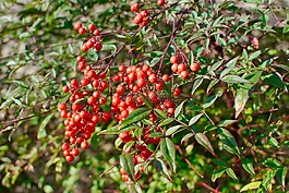 紅色,漿果,花園