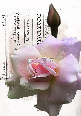 玫瑰,芽,花