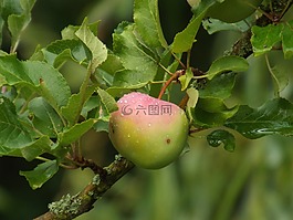 夏季,收獲的蘋(píng)果,水果