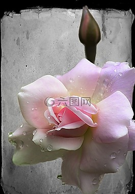 玫瑰,芽,花