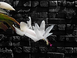 野花,花,圣誕仙人掌