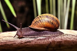 蝸牛,動物,性質(zhì)