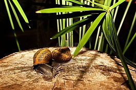 蝸牛,動物,性質(zhì)