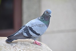 鴿,鴿子,columba利維亞家蠅