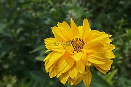 孫釀造,花,該 hoopesii