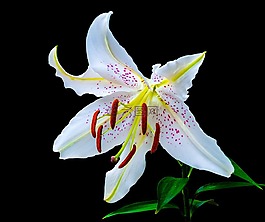 百合,開花,花
