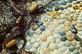 貽貝,海,假期