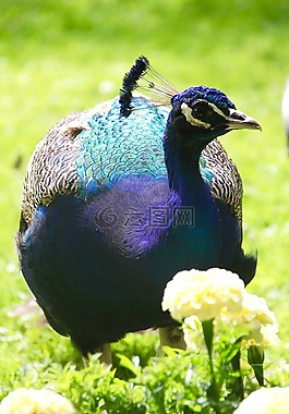 孔雀,鳥,動(dòng)物