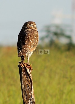 貓頭鷹,播放,鳥類