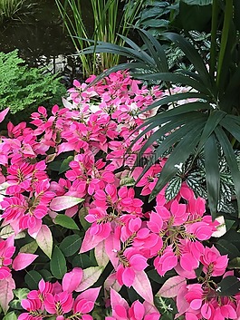 顏色,鮮花,自然