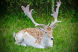 鹿角,巴克,野生動(dòng)物