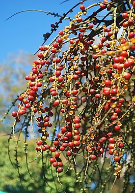 棕櫚,植物園,毛里求斯