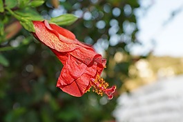 芙蓉,花,紅色