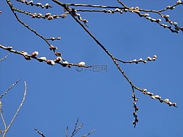 褪色柳,春天,藍(lán)色