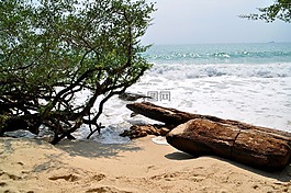 海,海灘,漂木