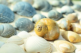 貽貝,海,假期