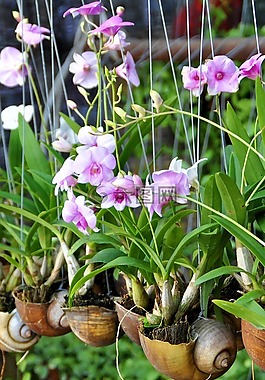 蘭花,亞洲,外殼