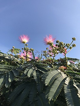 鮮花,粉紅色的花朵,性質(zhì)
