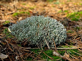 森林,苔藓,乱抛垃圾