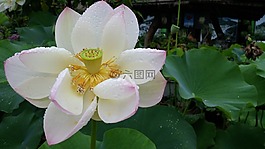 蓮花,博覽會,未雨綢繆