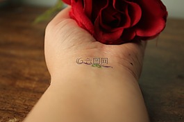 羅莎,紅色,紅玫瑰