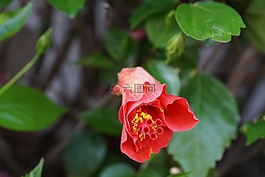 芙蓉,花,紅色