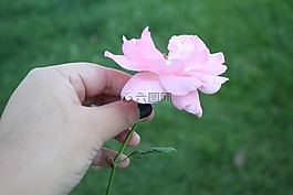 羅莎,手,景觀