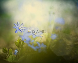 性質(zhì),花卉,植物