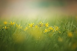 草,性質,牧草
